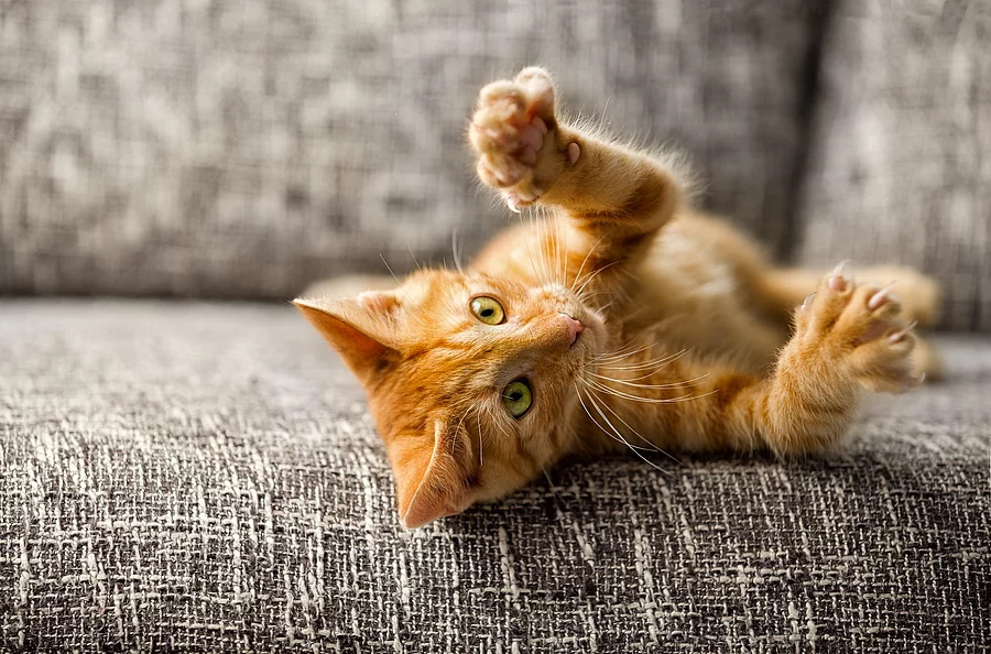 Little cat playing