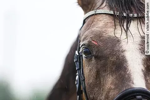 Nahaufnhame von einem Pferdekopf. Das Pferd trägt eine Trense und hat eine weiße Blesse. Über dem rechten Auge hat das Pferd eine Wunde.