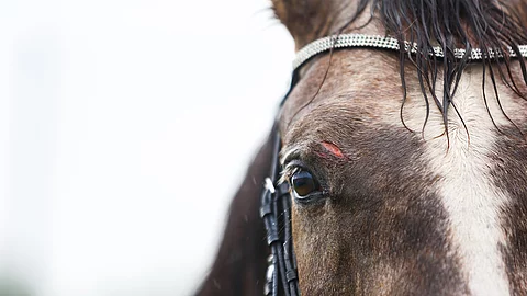 Nahaufnhame von einem Pferdekopf. Das Pferd trägt eine Trense und hat eine weiße Blesse. Über dem rechten Auge hat das Pferd eine Wunde.