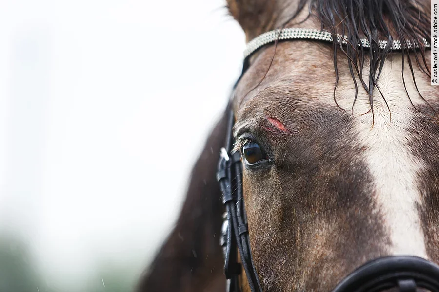Nahaufnhame von einem Pferdekopf. Das Pferd trägt eine Trense und hat eine weiße Blesse. Über dem rechten Auge hat das Pferd eine Wunde.