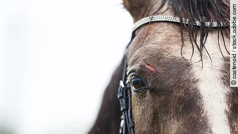 Nahaufnhame von einem Pferdekopf. Das Pferd trägt eine Trense und hat eine weiße Blesse. Über dem rechten Auge hat das Pferd eine Wunde.