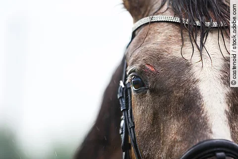 Nahaufnhame von einem Pferdekopf. Das Pferd trägt eine Trense und hat eine weiße Blesse. Über dem rechten Auge hat das Pferd eine Wunde.