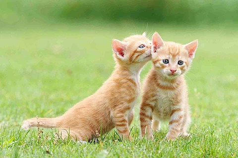 Portrait of two lovely ginger tabby cats standing on green grass
