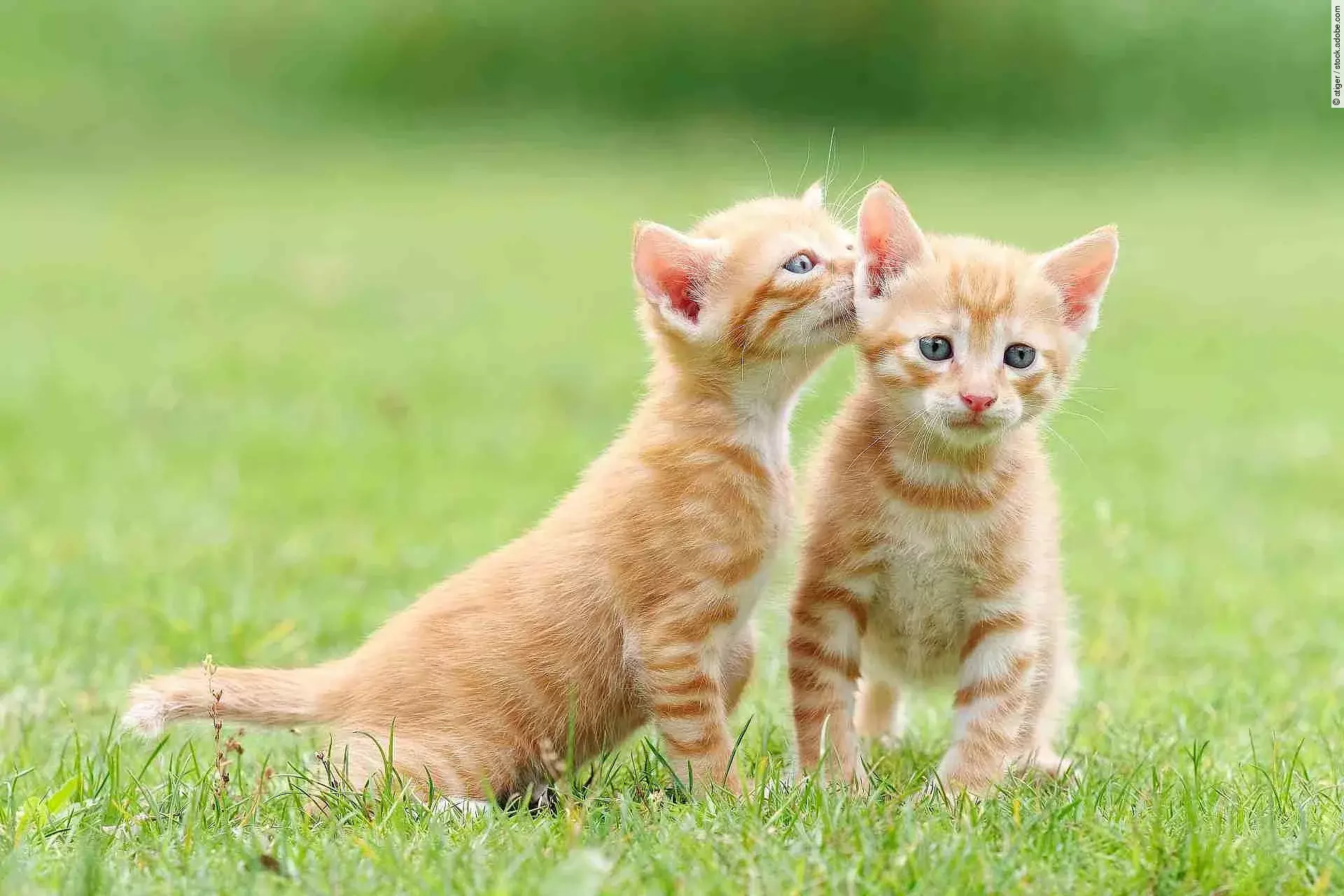 Portrait of two lovely ginger tabby cats standing on green grass