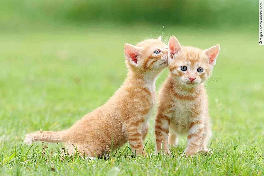 Portrait of two lovely ginger tabby cats standing on green grass