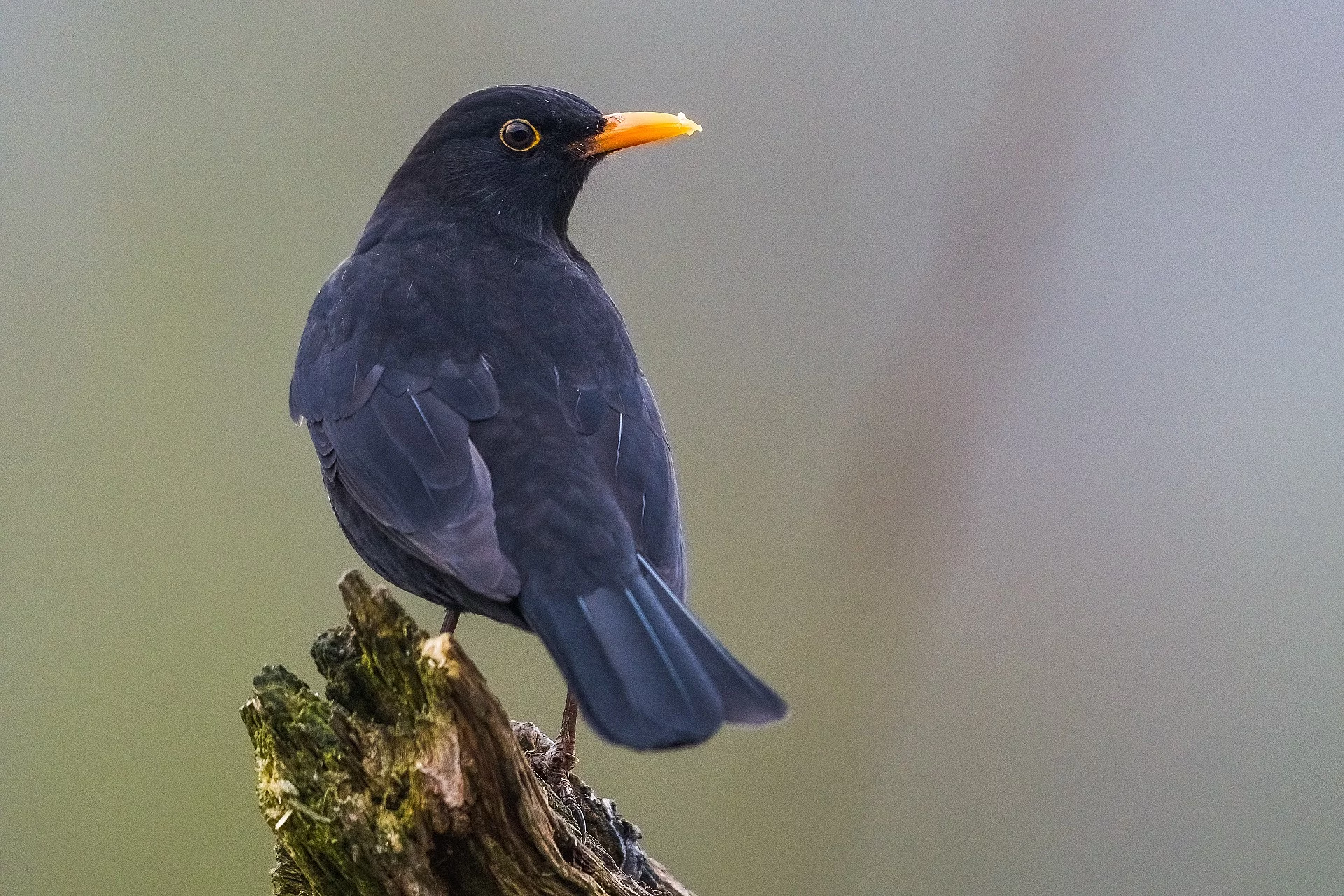 Amsel