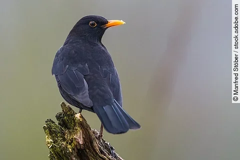 Amsel