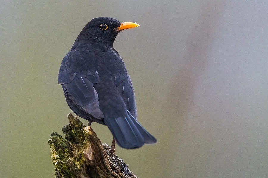 Amsel Amsel