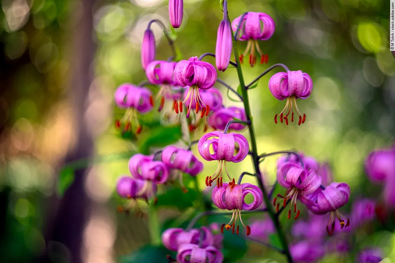 Aufnahme von einer Türkenbundlilie. 