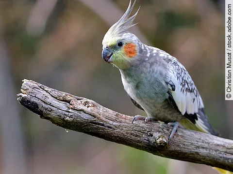 Nahaufnahme eines Nymphensittichs