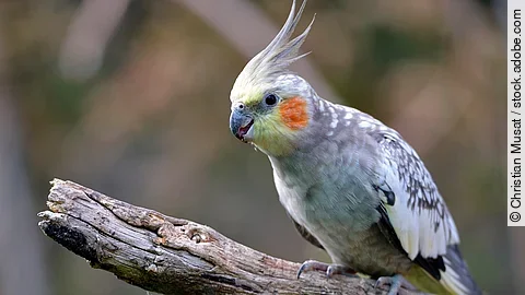 Nahaufnahme eines Nymphensittichs