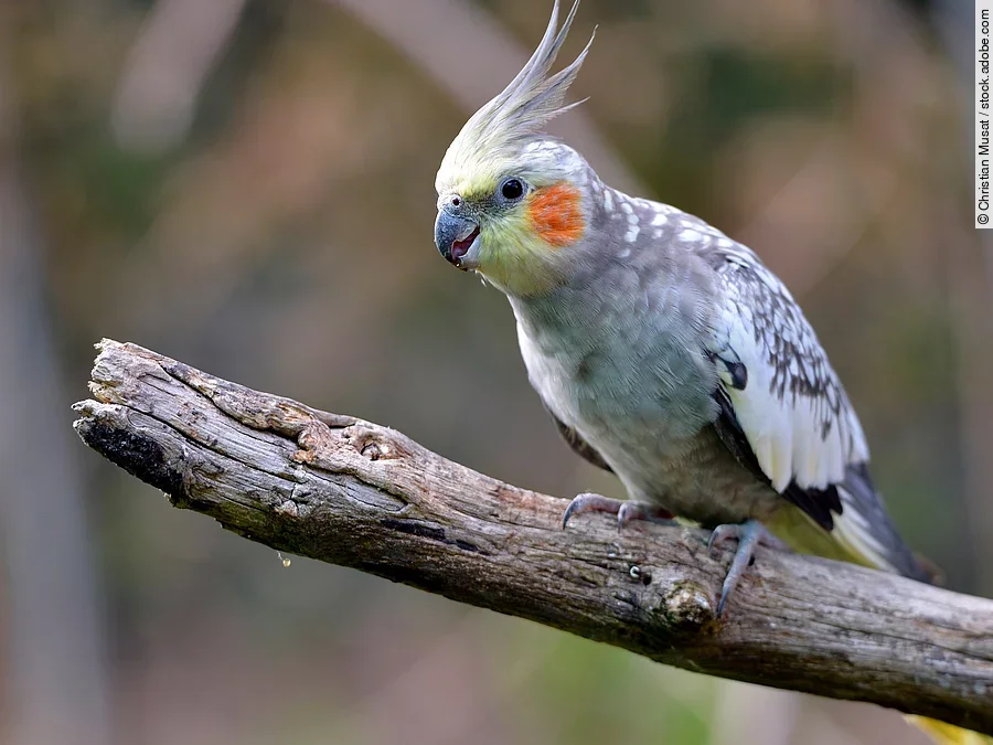 Nahaufnahme eines Nymphensittichs