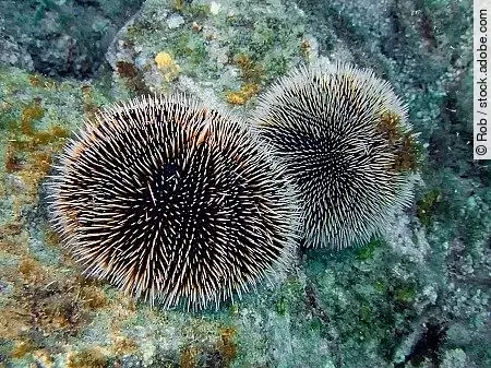 A pair of sea urchins on a rock near Cabo San Lucas in Baja Cali