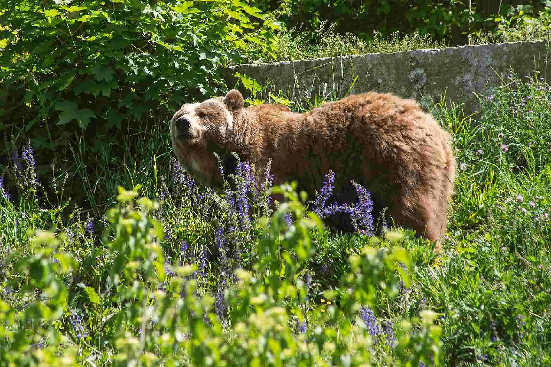 Bear in the grass