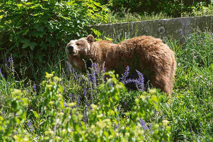 Bear in the grass