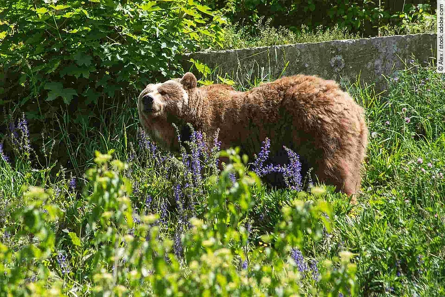 Bear in the grass