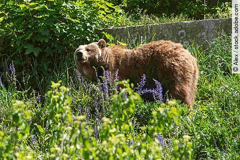 Bear in the grass