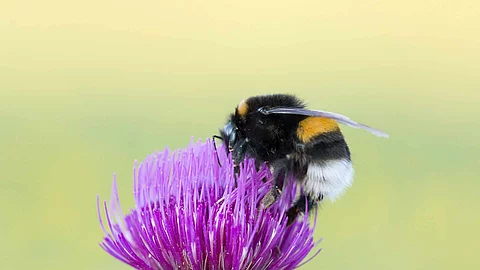Buff-tailed Bumblebee (Bombus terrestris) is a pollinator of natural ecosystems on a thistle flower. The subject of entomology, pollination, insect collection.