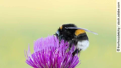 Buff-tailed Bumblebee (Bombus terrestris) is a pollinator of natural ecosystems on a thistle flower. The subject of entomology, pollination, insect collection.