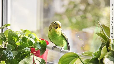 Ein Wellensittich sitzt auf einer Stange vor einem Fenster.