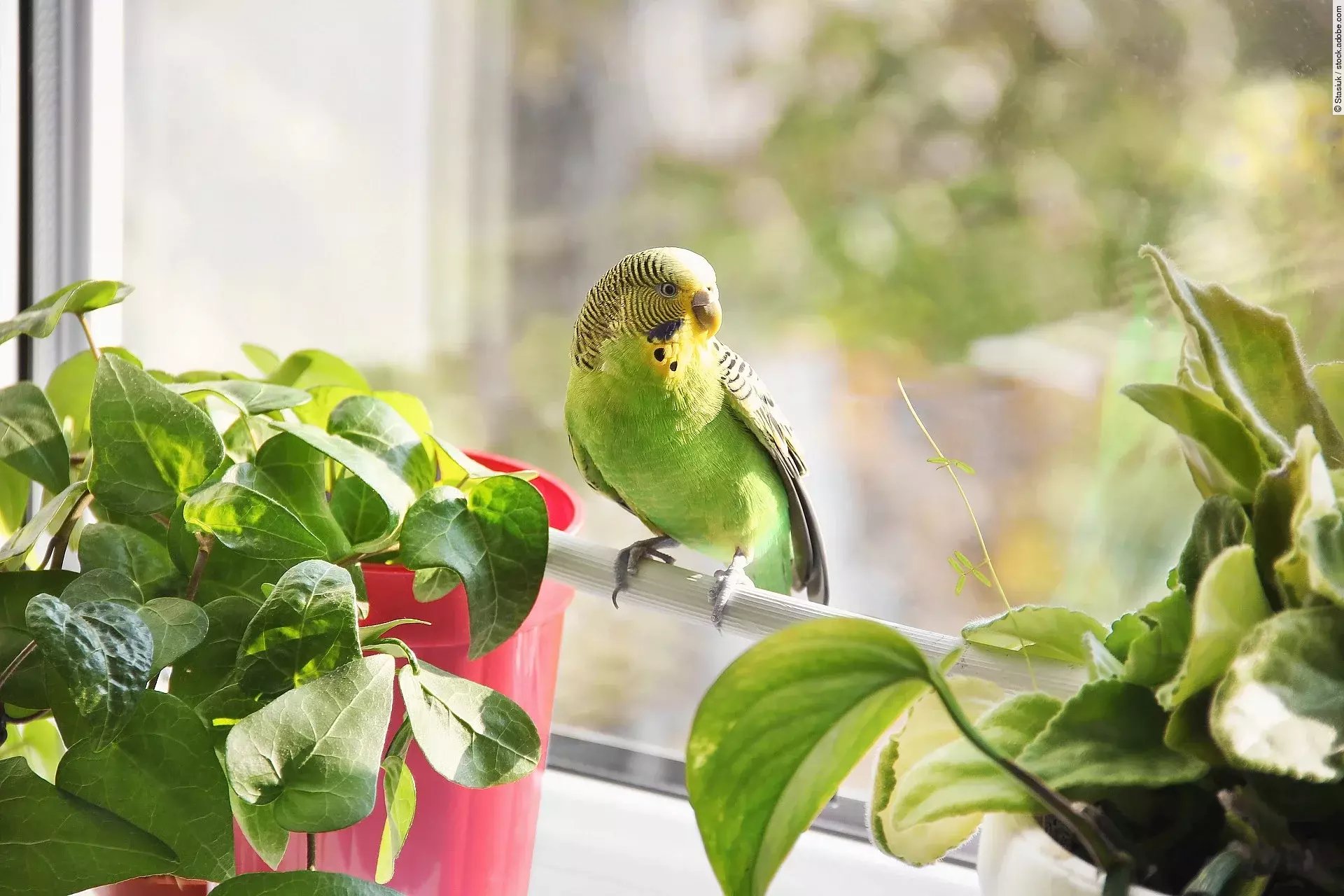 Ein Wellensittich sitzt auf einer Stange vor einem Fenster.