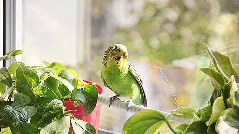 Ein Wellensittich sitzt auf einer Stange vor einem Fenster.