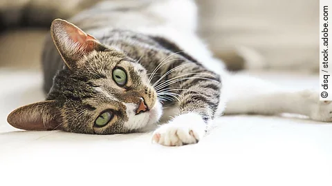 Cat portrait lazy cat resting lying looking at camera Ein Katze liegt auf der Seite und schaut in die Kamera.