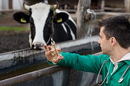 Veterinarian on dairy farm