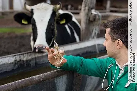 Veterinarian on dairy farm