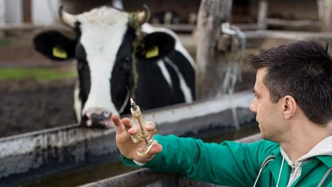 Veterinarian on dairy farm
