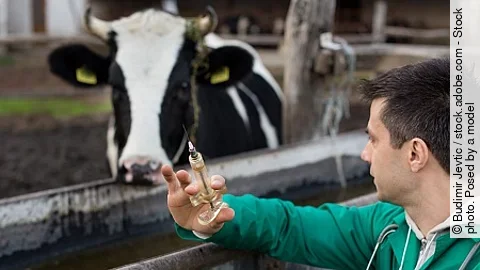 Veterinarian on dairy farm