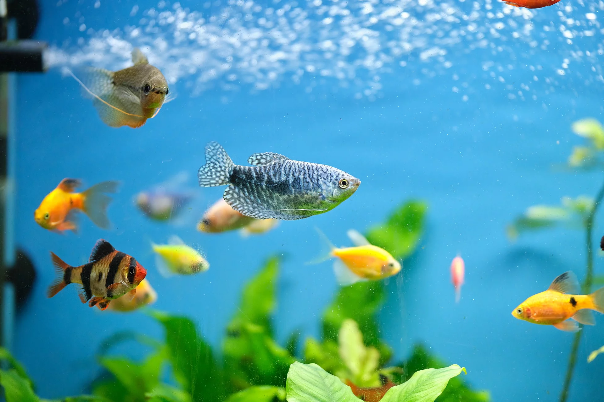 Bunte, exotisch aussehende Fische schwimmen in einem Aquarium mit blauem Wasser. Im Hintergrund sieht man einige grüne Unterwasserpflanzen.