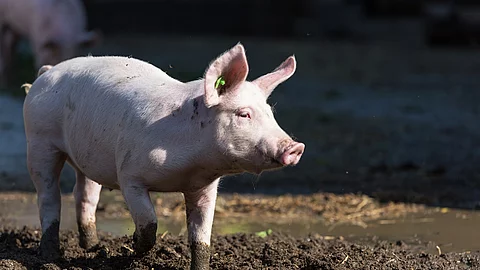Schwein