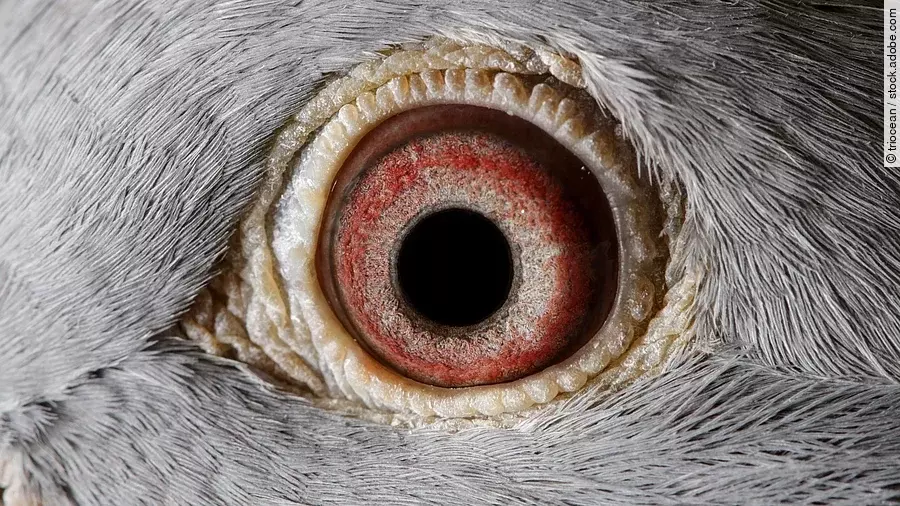 Eine Nahaufnahme des linken Auges einer Taube. Sie hat eine große runde Pupille und eine rötlich-braune Iris.