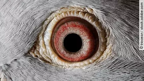 Eine Nahaufnahme des linken Auges einer Taube. Sie hat eine große runde Pupille und eine rötlich-braune Iris.