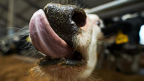 Eine Nahaufnahme einer Milchkuh zeigt wie sie sich mit ihrer langen Zunge über ihre Nase leckt. Dabei steht die Kuh gerade am Futter.