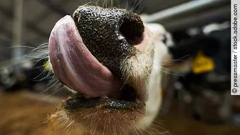 Eine Nahaufnahme einer Milchkuh zeigt wie sie sich mit ihrer langen Zunge über ihre Nase leckt. Dabei steht die Kuh gerade am Futter.