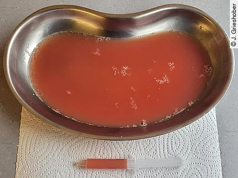 Thoraxpunktat einer Katze