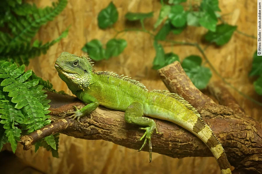 Iguana