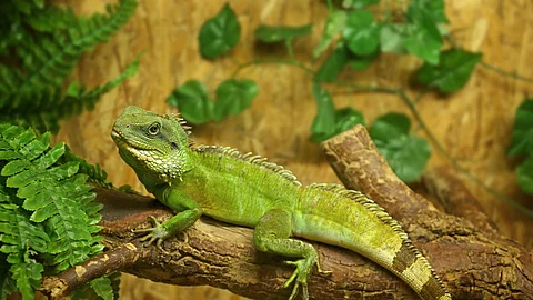 Iguana Iguana