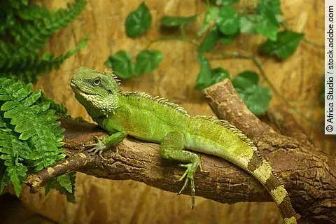 Iguana