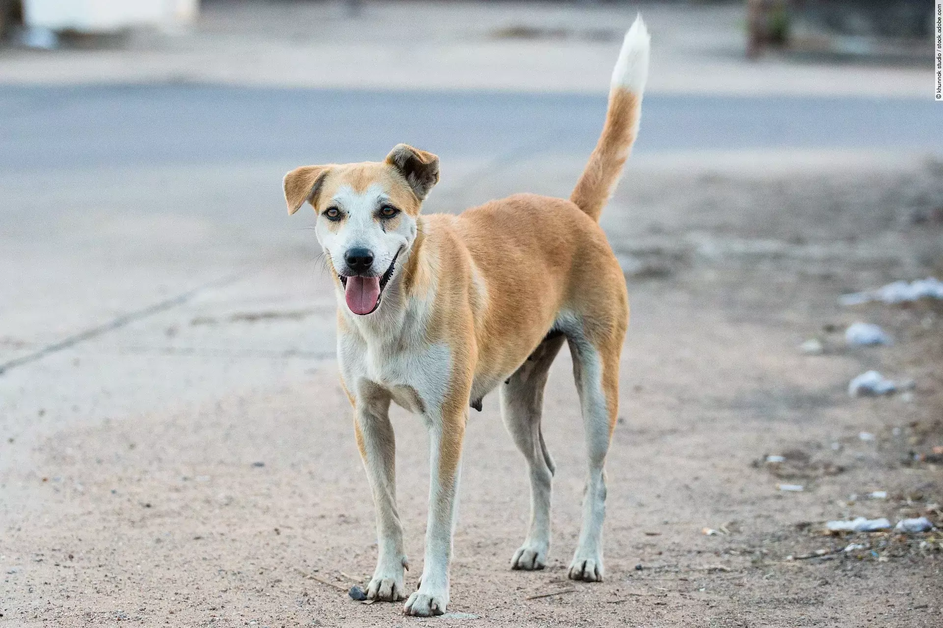 Eine braun-weiße Streunerin läuft einsam auf der Straße und schaut in die Kamera.