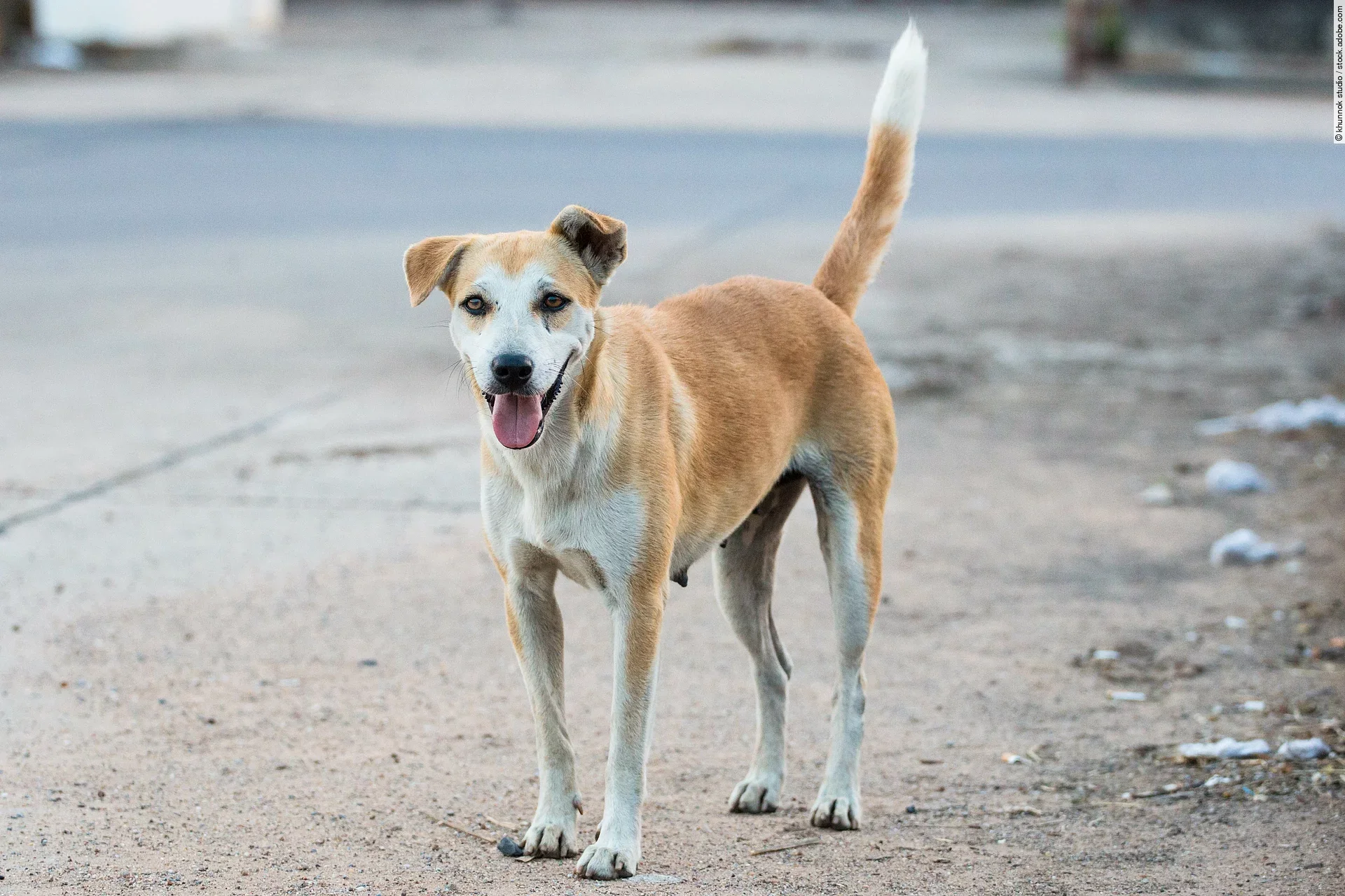 Eine braun-weiße Streunerin läuft einsam auf der Straße und schaut in die Kamera.