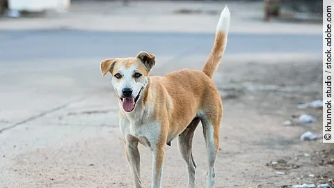 Eine braun-weiße Streunerin läuft einsam auf der Straße und schaut in die Kamera.