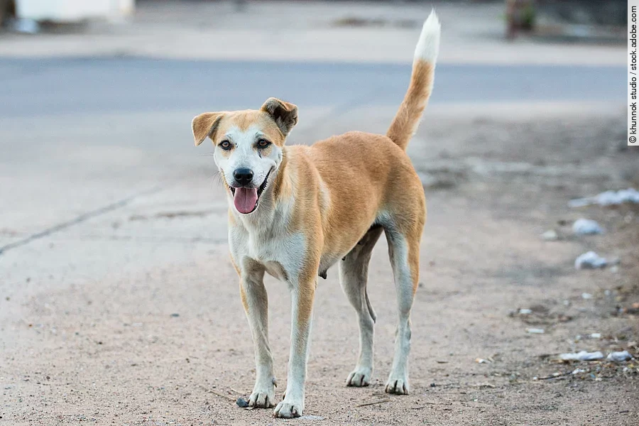 Eine braun-weiße Streunerin läuft einsam auf der Straße und schaut in die Kamera.