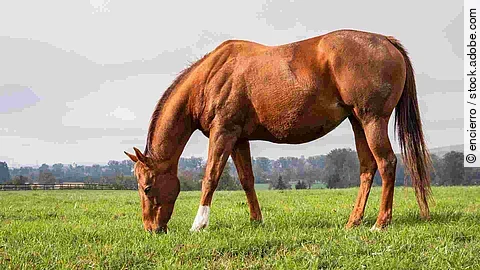 Red horse is grazing grass on pasture. Thoroughbred horse mare