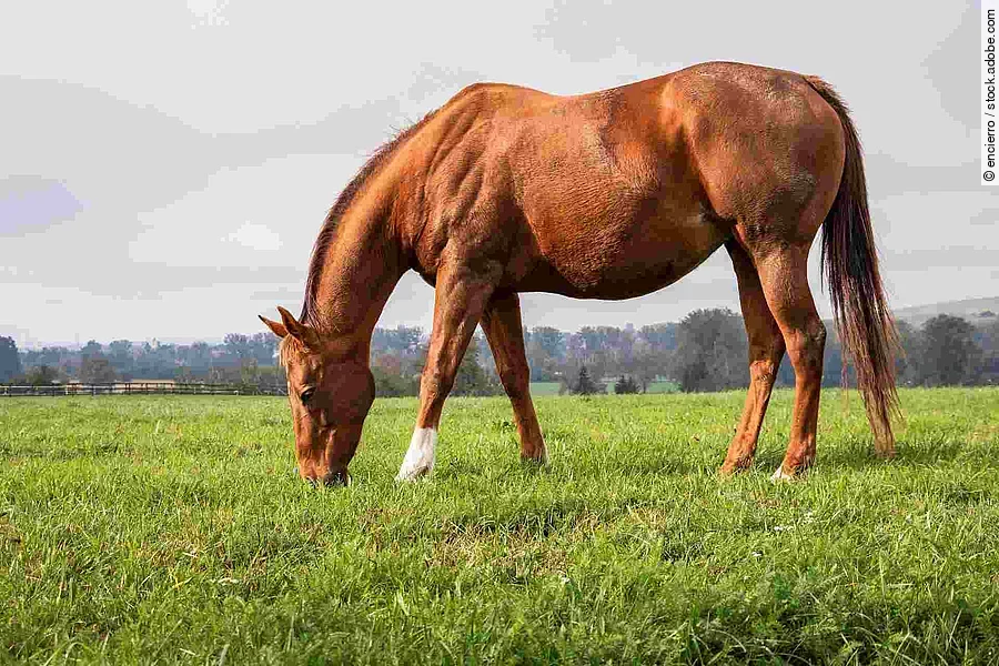 Red horse is grazing grass on pasture. Thoroughbred horse mare