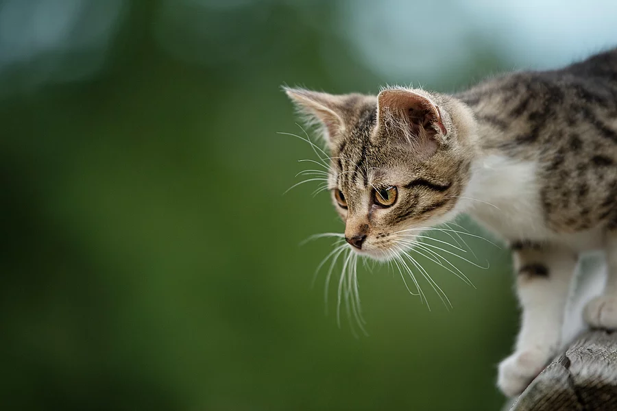Kitten