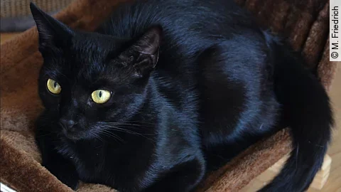 Eine schwarze Katze mit gelben Augen liegt in einer braunen Katzen-Hängematte.