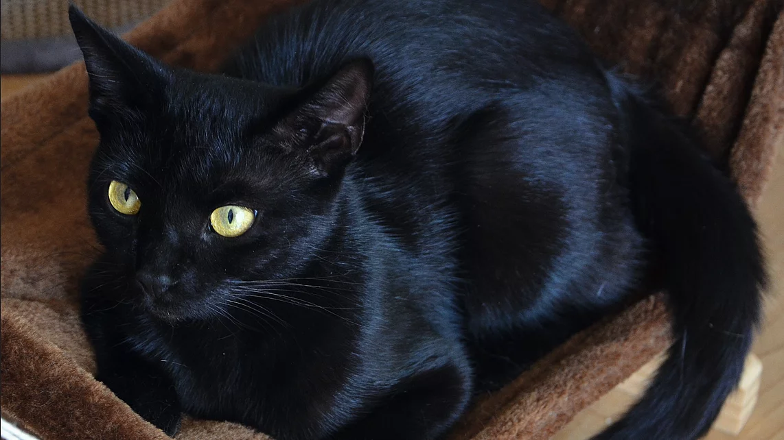 Eine schwarze Katze mit gelben Augen liegt in einer braunen Katzen-Hängematte.